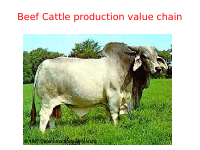 beef cattle production vc.pptx